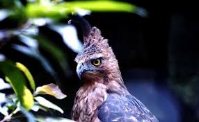 Posted in pancasila pendidikan pkn umum tagged apa makna bintang apa yang dimaksud garuda mukha bagian pada garuda pancasila bhinneka tunggal ika bunyi dan simbol pancasila cara menggambar burung garuda dasar negara kita ekor garuda pancasila melambangkan fakta bendera filosofi bulu burung filosofi perisai pada logo gambar burung garuda asli. Burung Elang Jawa Dijadikan Maskot Satwa Langka Indonesia Burungnya Com