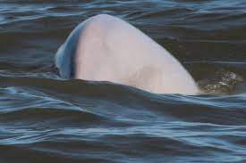 Benny The Beluga Thames Whale May Have Been There Since July London Evening Standard Evening Standard