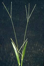 Image result for Axonopus