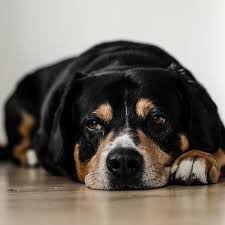 My Dog Doesn T Want To Eat Dog Food What Can I Do
