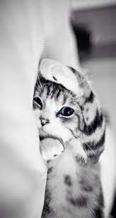  Cute Cat Iphone Wallpaper Kucing Cantik Piaraan Anak Kucing Lucu