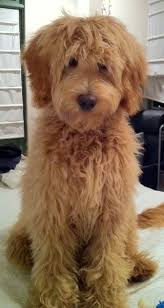 California bernedoodle puppies for sale are part poodle and just like that breed, they come in a range of sizes, from tiny to standard. Labradoodle Puppies For Sale Australian Labradoodles California Nevada Arizona San Diego California Are These Puppies B Hundebaby Haustier Hunde Mischlinge