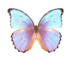 Morpho Godarti Asarpai Purple Blue Butterfly Peru For Sale Bicbugs In 2020 Purple Butterfly Tattoo Butterfly Art Butterfly Wall Art