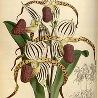 Image result for Platycoryne pervillei