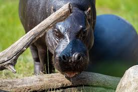 Hippo love match still planned for Grand Rapids zoo despite fatal incident  