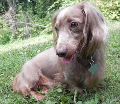 Reuben Long Hair Isabella Tan Dachshund Breed Long Hair Styles Pets