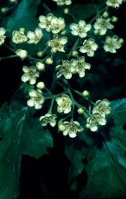 Image result for Thesium wilczekianum