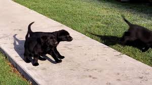 Black lab puppies for sale in texas. Houston Labrador Retriever Black Puppy For Sale Keystone Puppies