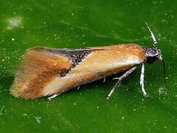 Image result for Batia internella