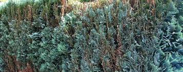 Große thuja schneiden thujahecke schneiden konifere schneiden zurückschneiden ligusterhecke schneiden folg mir auf insta. Wie Stark Kann Ich Eine Hecke Zuruck Schneiden Baumpflegeportal