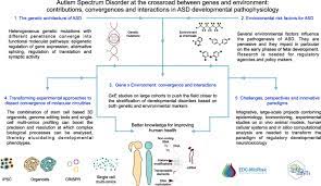 In most situations, autism is diagnosed during childhood. Autism Spectrum Disorder At The Crossroad Between Genes And Environment Contributions Convergences And Interactions In Asd Developmental Pathophysiology Molecular Autism Full Text