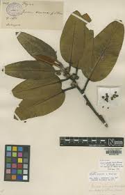 Image result for Balthasaria schliebenii