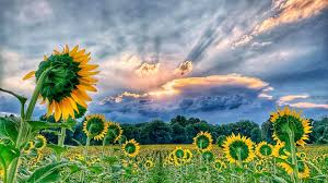 Jun 28, 2021 · nestled in lawrence, grinter's sunflower farm offers free admission for families to come and take photos. Ted Grinter S Sunflower Field Hwy 24 40 Between Tonganoxie Lawrence Leavenworth Ks Local Business Facebook
