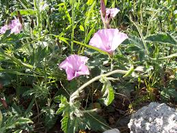 Image result for Convolvulus aschersonii