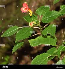 Image result for Cuscuta kilimanjari