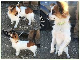 Papillon puppy papillon i love dogs papillon mix cutest dog ever mixed breed dogs welsh sheepdog wolf dog dog love. Mischling Papillon Mix Sienna Hundin Zuhause Gefunden Hundepfoten In Not E V Happy Ends Archiv Von Zergportal De