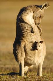 Mammifere Le Kangourou Un Animal Muscle Animaux Bebe Kangourou Kangourou