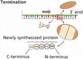 Protein Synthesis