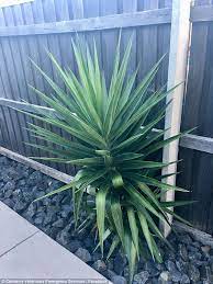 E sua floração ocorre no verão e as flores são qual o melhor clima para a suculenta yucca elephantipes? Yuccas A Household Plant That Could Kill Your Family Pet Daily Mail Online