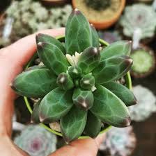 Check spelling or type a new query. Www Rareplant Me On Instagram Amazing Pachyphytum Shot By Succulents Ireland Succulent Seed Web Shop Ww Planting Succulents Succulent Seeds Succulents