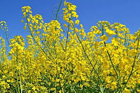 Originally published by sandra mason 08/28/2007 according to plants, green is in. 16 958 Yellow Flower Vegetable Farm Stock Photos And Images 123rf