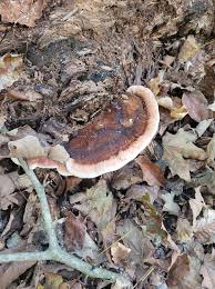 Image result for Ischnoderma resinosum