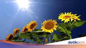 Bentuknya memanjang dan pipih sedangkan warnanya sendiri kehitaman. 5 Manfaat Bunga Matahari Yang Jarang Diketahui Banyak Orang