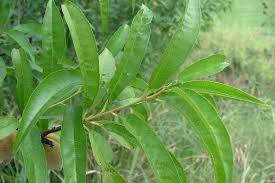 Image result for Prunus persica