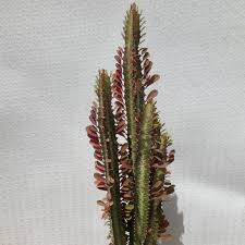 Image result for Euphorbia rubriflora