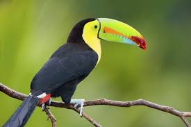 Colorful Animals Keel Billed Toucan From Southern Mexico To Venezuela And Colombia Animals Colorful Animals Animal Facts