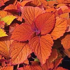Image result for Coleus alpinus