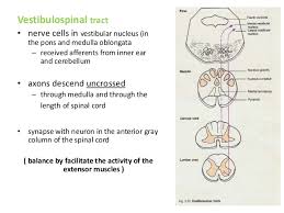 Ascending And Descending Tracts Of Spinal Cord