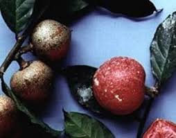 Image result for Pentadiplandra brazzeana