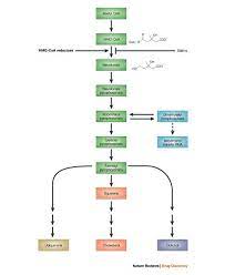 Pin On Neuropathy And Statins