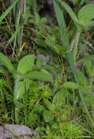 Image result for Cyperus amabilis
