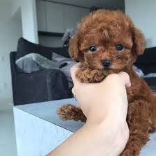 Check spelling or type a new query. Teacup Poodle Puppies For Sale Lovely Teacup Poodle Puppy