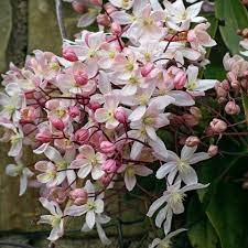 Check spelling or type a new query. Clematis Armandii Apple Blossom Agm Telegraph Garden Shop