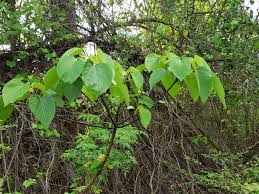 Image result for Vernicia