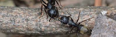 Learn pest control methods for black garden ants. The Complete Guide To Carpenter Ants Pest Control Zone