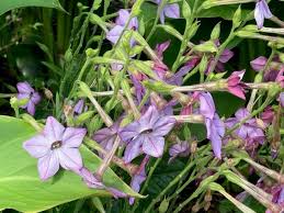 Image result for Nicotiana x sanderae `Perfume`F1