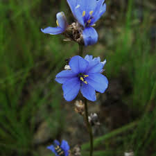 Image result for Aristea