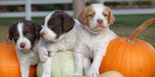 Would make great christmas present for a hunter or child. French Brittany Info History Temperament Training Puppy Pictures