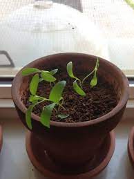 ﻿ ﻿ some seedlings may start to grow and suddenly whither. Cilantro Sprouts Mysteriously Wilting