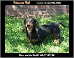 Raven Louisiana Dachshund Rescue Adoptions Rescueme Org Dachshund Rescue Dachshund Dachshund Dog