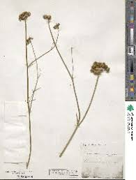 Image result for Oenanthe mildbraedii