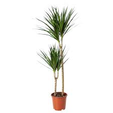 Ikea mağazaları olarak güzel tasarımlı, kaliteli, kullanışlı binlerce çeşit mobilya ve ev aksesuarını düşük fiyatlarla sunarak, evlerde ihtiyaç duyulan her şeyi tek bir çatı altında topluyoruz. Dracaena Marginata Dragon Tree 2 Stem Potted Plant Ikea