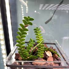 Image result for Angraecum distichum