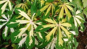 Image result for Manihot esculenta