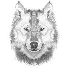 How To Draw A Wolf Head Step By Step Lesson Click Pic For Video Wolf Face Drawing Wolf Sketch Wolf Drawing