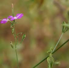 Image result for Dicliptera paniculata